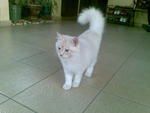 Nemo &amp; Nome'e - Persian Cat