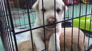 2 Siblings (Male-retriever Pups) - Retriever Mix Dog