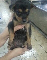 Male - Mixed Breed Dog