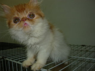 Persian Kitty Girl - Persian Cat