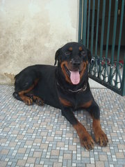 Blacky - Rottweiler Dog