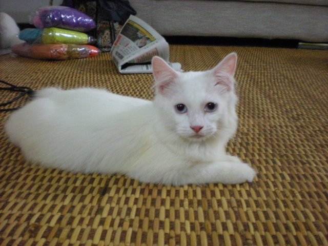Atok - Domestic Medium Hair Cat