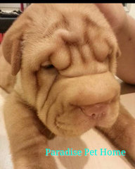 Quality Shar Pei - Shar Pei Dog