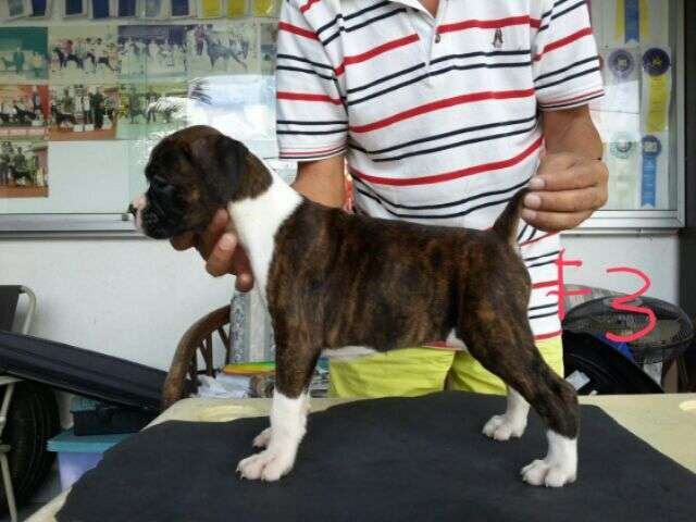 Boxer Puppies Sold 7 Years 2 Months, Boxer Puppy For