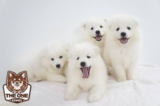 The Snow Ball Samoyed Puppies - Samoyed Dog