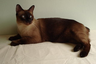 Iggster - Siamese + Domestic Medium Hair Cat