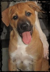 Pluto - 4 Mths Old - Mixed Breed Dog