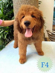 Tibetan Mastiff - Tibetan Mastiff Dog