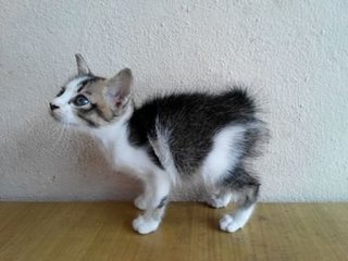 Black #1 - Domestic Short Hair Cat