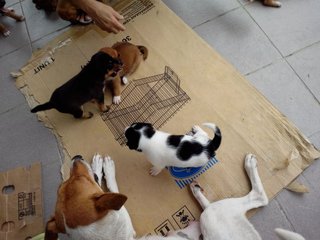 7 Kajang Puppies &lt;&lt;3 Females Left&gt;&gt; - Mixed Breed Dog