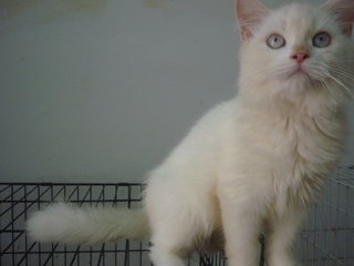 Persian Kitty Snowwi - Persian Cat