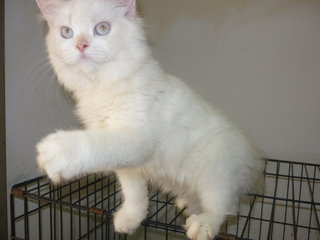 Persian Kitty Snowwi - Persian Cat