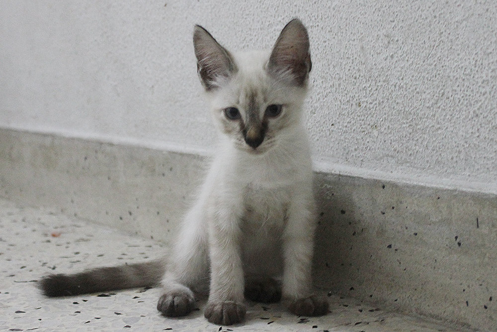 Javanese Kitten Adopted 6 Years 2 Months PF61764 From Bayan Baru 