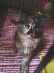 Cupcake Tortie - Persian + Domestic Long Hair Cat
