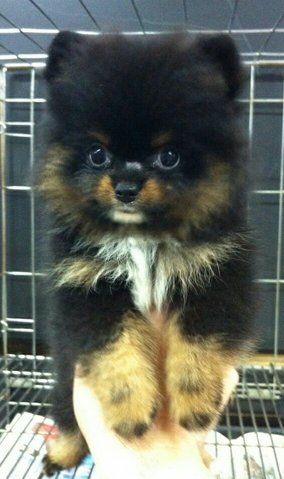 Pomeranian  - Pomeranian Dog