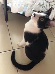 Oreo - Domestic Short Hair Cat