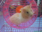 Mingming - Syrian / Golden Hamster Hamster