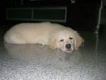 Muffin  - Golden Retriever Dog