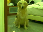 Muffin  - Golden Retriever Dog