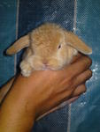 PF6285 - Holland Lop Rabbit