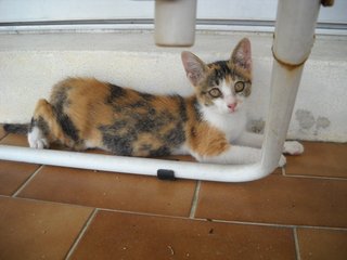 Lanee - Domestic Short Hair Cat