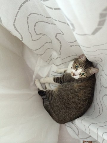 Mimi (Has A Bent Tail) - Domestic Medium Hair + Calico Cat