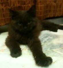 Miu Miu - Persian Cat