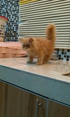 Oren - G - Persian Cat