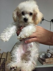 petfinder