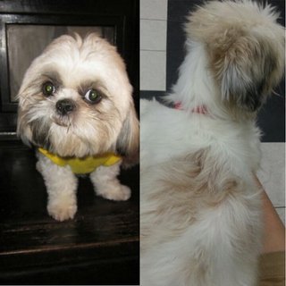 Fifi - Shih Tzu Dog