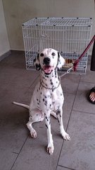 Haylie  - Dalmatian Dog