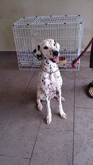 Haylie  - Dalmatian Dog