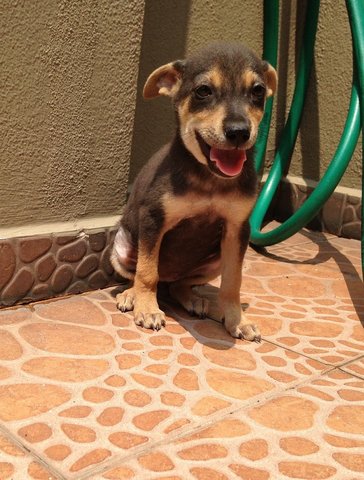 Little Puppy - Mixed Breed Dog