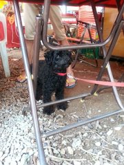 Little Black - Poodle Dog