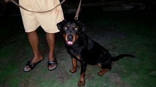 Rina The 2nd - Rottweiler Dog