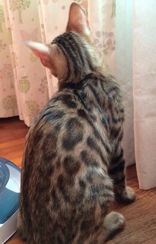 Brown Rosetted Bengal (Tica) - Bengal Cat