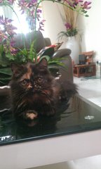 Garban Persi - Persian Cat