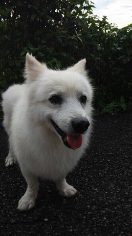 White Fluffy Dog  - Mixed Breed Dog