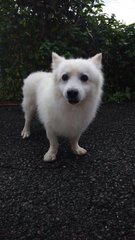 White Fluffy Dog  - Mixed Breed Dog