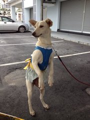 Snow White - Mixed Breed Dog