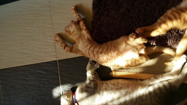 Ginger Kitten - Domestic Short Hair Cat