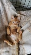 Ginger Kitten 2 - Domestic Short Hair Cat