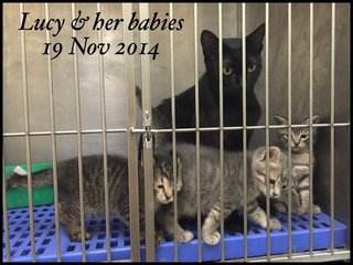 19 Nov 2014 : Lucy & babies