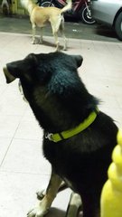 Shero - Mixed Breed Dog