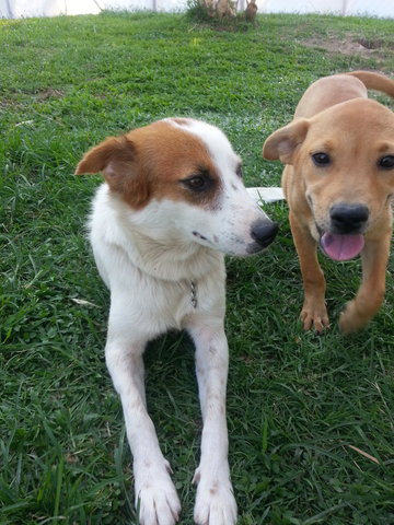 Sheila Gal In Kulim - Mixed Breed Dog