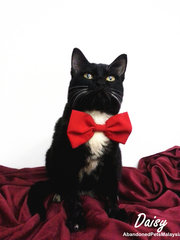 Daisy (Read Description) - Tuxedo + Domestic Medium Hair Cat