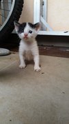  Baby White And Black - Domestic Medium Hair Cat