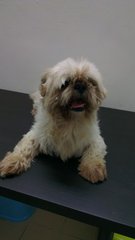 PF62965 - Shih Tzu Dog