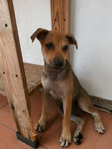 Little Boe - Mixed Breed Dog