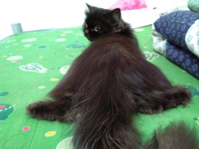 Persia Black Smokeeeer - Persian Cat